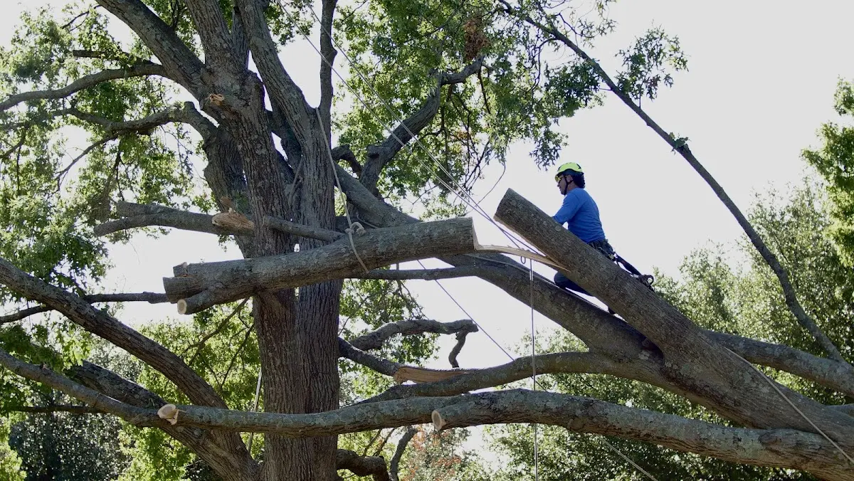 Professional Hazardous Tree Removal performed by certified arborists in South Fork