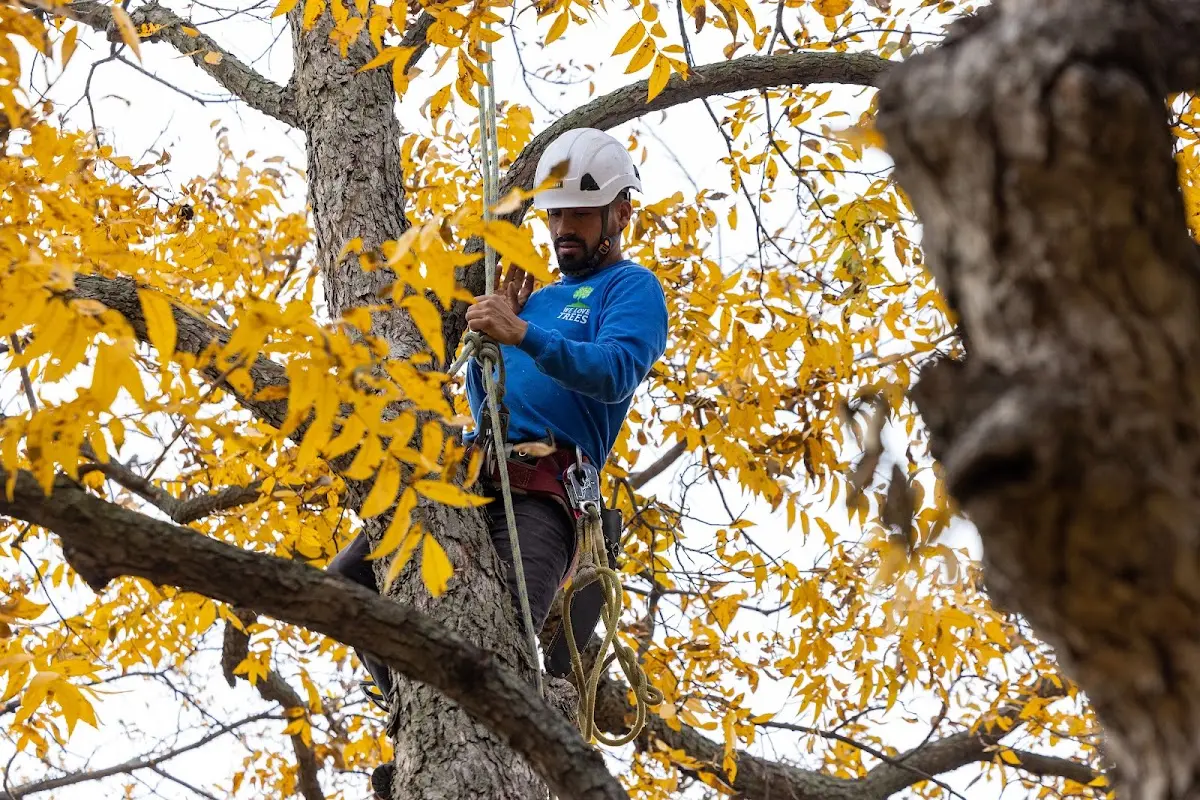 Skilled Tree Transplanting crew working in South Fork
