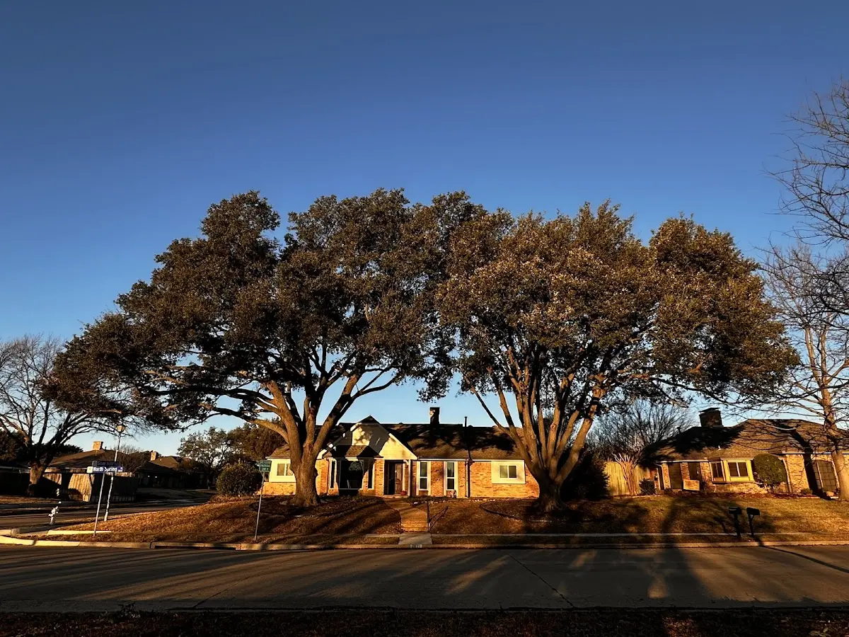 Established residential canopy tree shading a home in South Fork